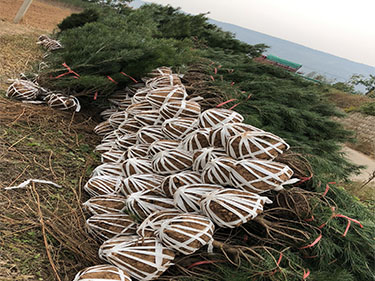 陜西白皮松供應(yīng)商為您推薦一款適合白皮松苗木的肥料！