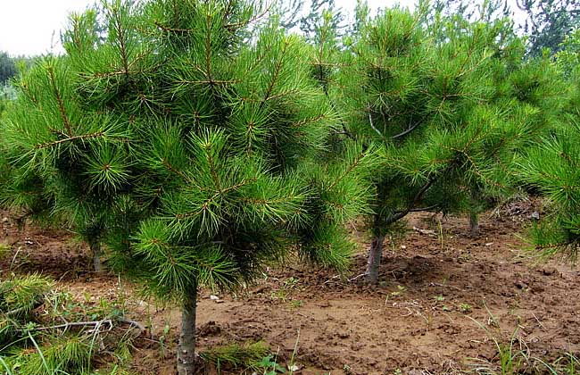 1638259441774128.jpg 225533H05-4.jpg