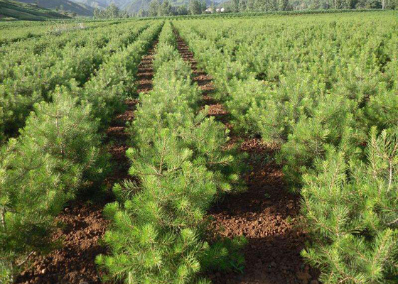 陜西白皮松供應商揭秘白皮松苗木常用的分級標準！