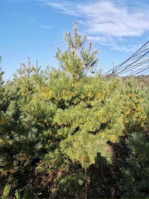 1638322775209308.jpg 15.jpg