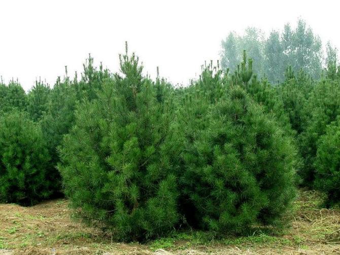 你知道如何養(yǎng)護新移植的白皮松樹苗嗎？陜西白皮松供應商告訴你！