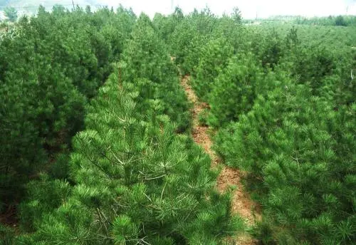 陜西白皮松供應商揭秘白皮松病蟲害防治攻略，快快收藏！