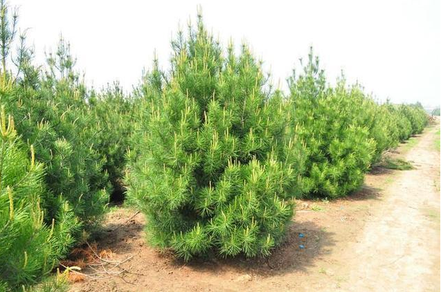 白皮松繁育栽培技術(shù)解讀