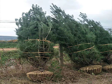 白皮松種植前景分析：白皮松價(jià)格受市場影響較大！