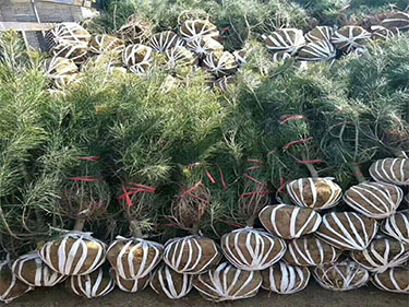 1638842998191564.jpg 0000.jpg