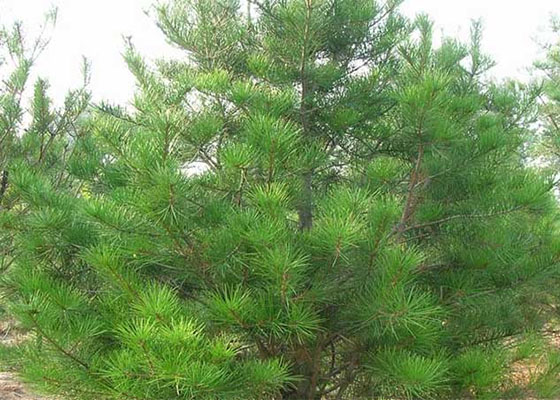 1638928703748240.jpg 未標題-1.jpg