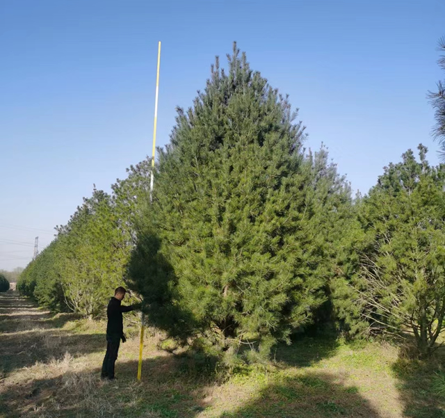 2米白皮松市場(chǎng)價(jià)格多少錢(qián)？陜西白皮松價(jià)格