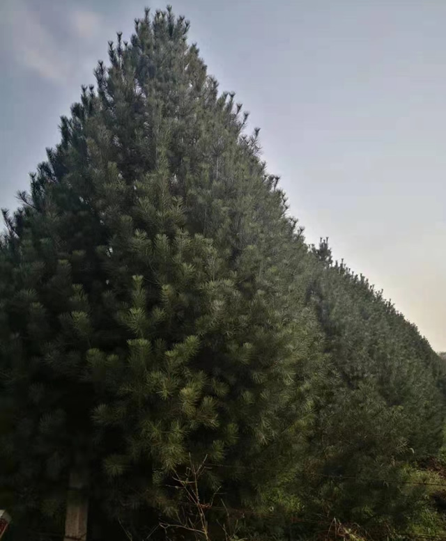 白皮松苗木價(jià)格多少錢(qián)一棵？