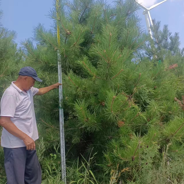 油松樹(shù)苗多少錢(qián)一棵？3米高的油松價(jià)格