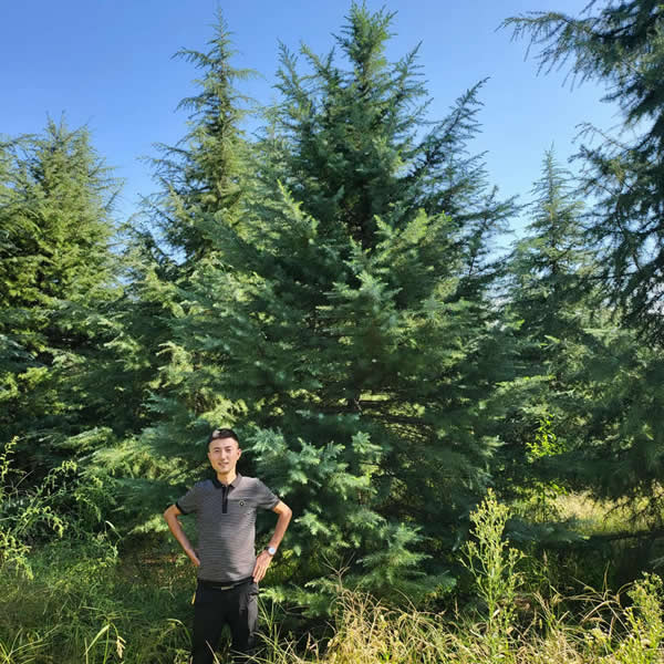 雪松樹(shù)苗價(jià)錢(qián)多少一棵？雪松價(jià)格表2023價(jià)格