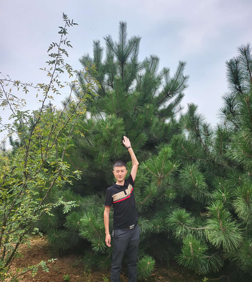 3米高的油松多少錢(qián)一棵？陜西油松價(jià)格