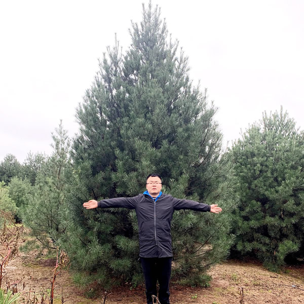 白皮松價(jià)格1.5米報(bào)價(jià)多少錢(qián)一棵？