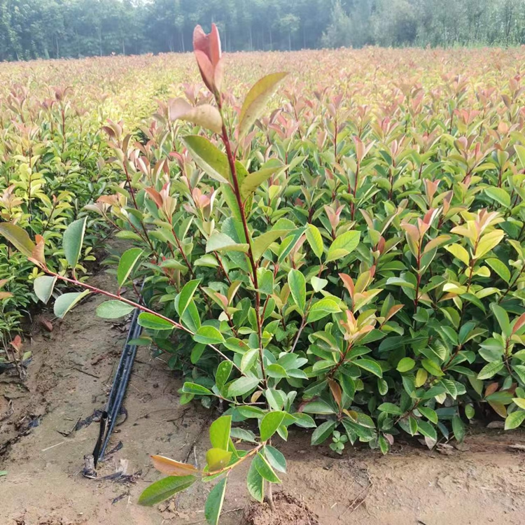 紅葉石楠小苗價(jià)格多少錢(qián)一株？