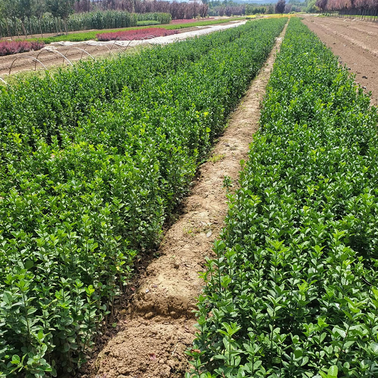 50公分大葉黃楊苗價(jià)格多少錢(qián)一株