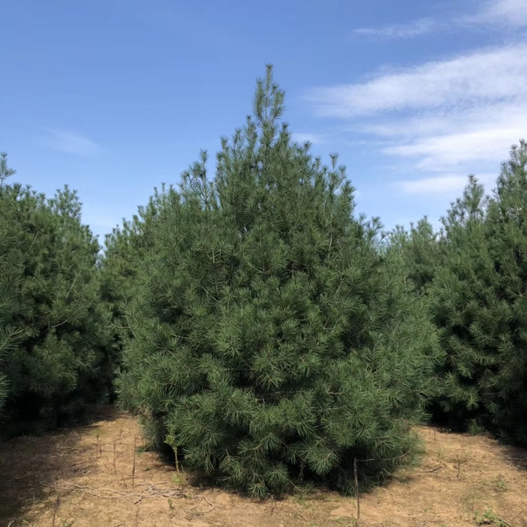 陜西白皮松苗木基地在哪里？