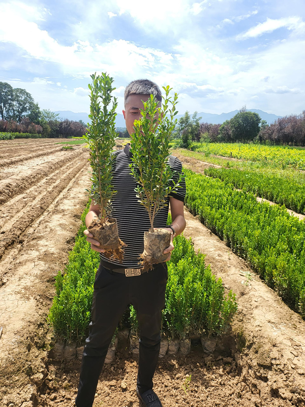 小葉黃楊小苗