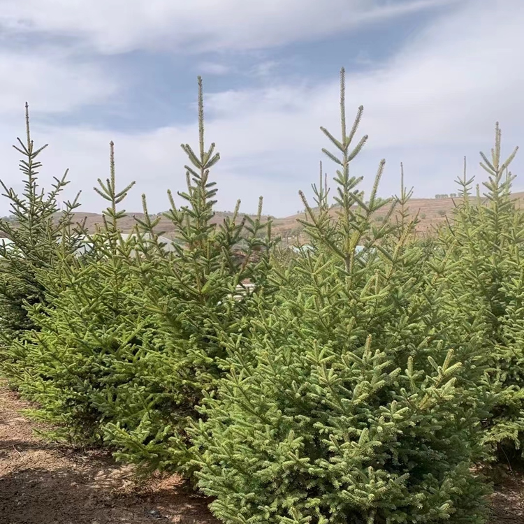 青海云杉樹苗價格多少錢一棵？