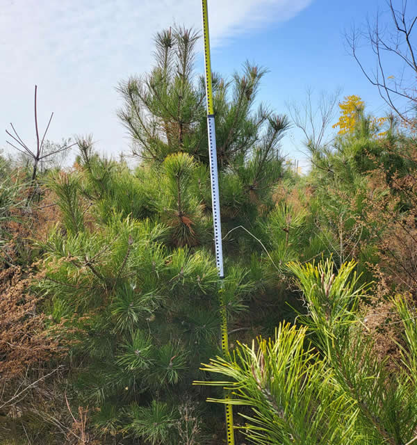 2米油松多少錢一棵？