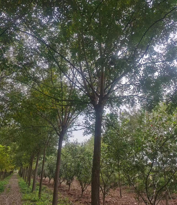 國槐20公分價格多少錢？