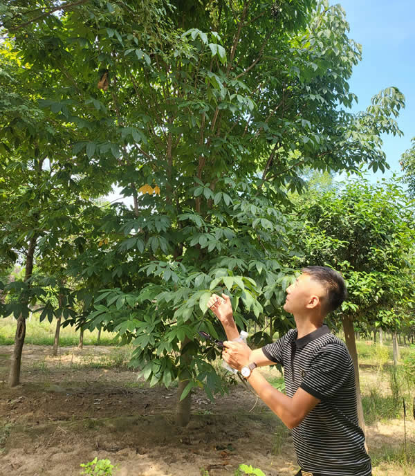 15公分七葉樹苗木價格多少錢一棵？