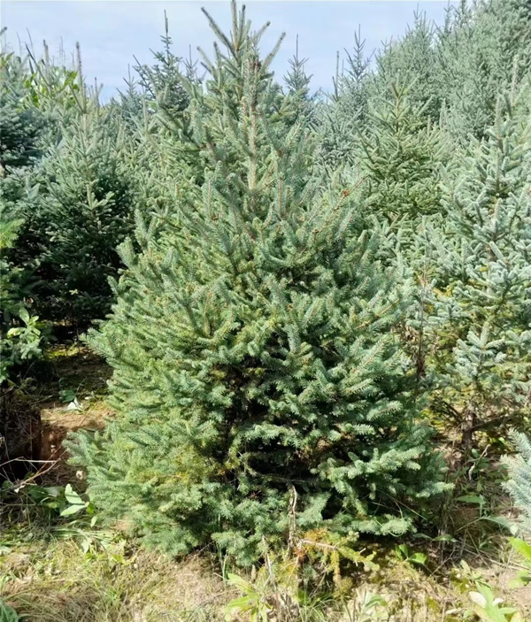 1米高云杉樹價格多少錢一棵？