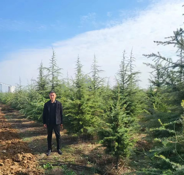 3米雪松價格多少錢一棵？