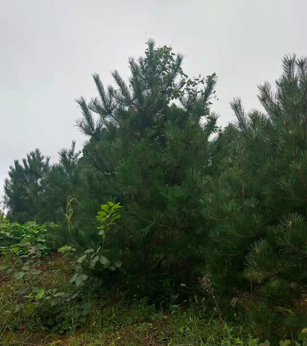 3米到4米的油松價格多少錢？