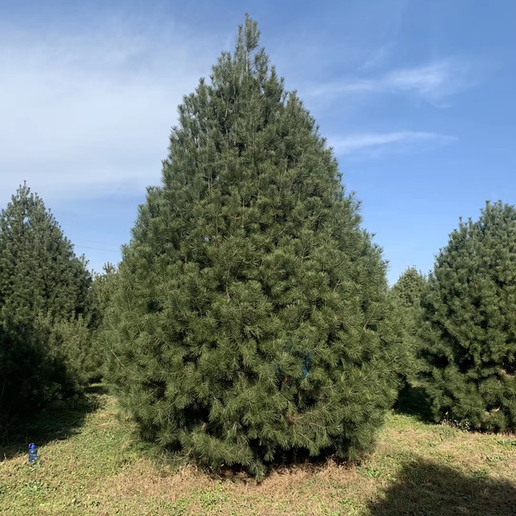 白皮松4米的價格多少錢一棵？