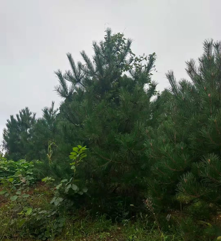 3.5米油松價(jià)格多少錢(qián)一棵？