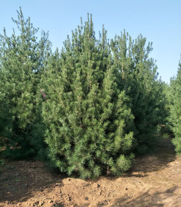 白皮松2米市場價格多少錢一棵？