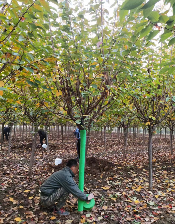 晚櫻樹價格多少錢一棵？