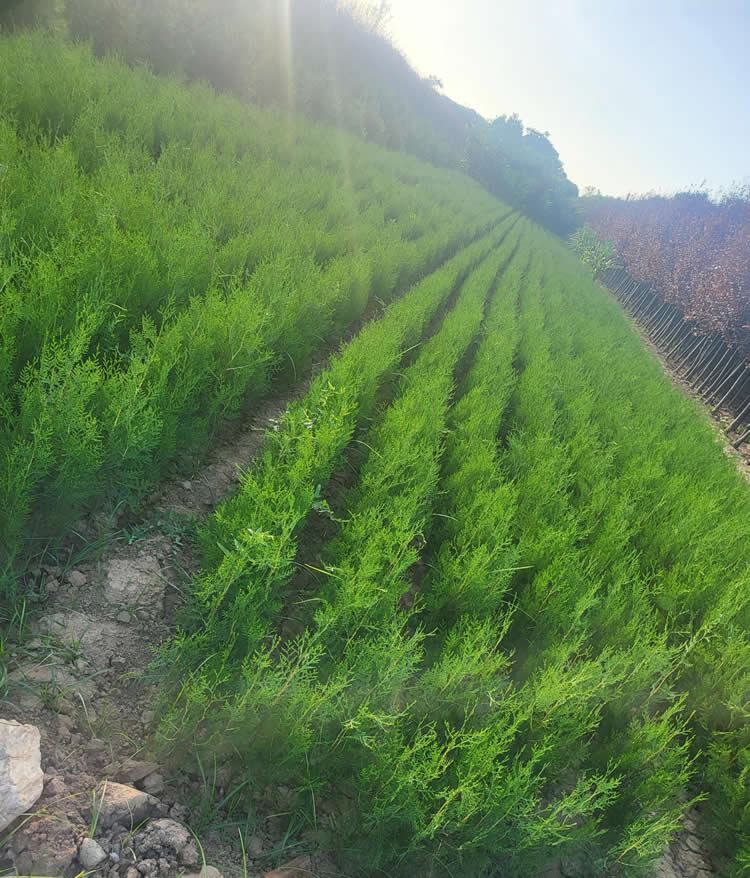 2米側(cè)柏苗價格多少錢一棵？