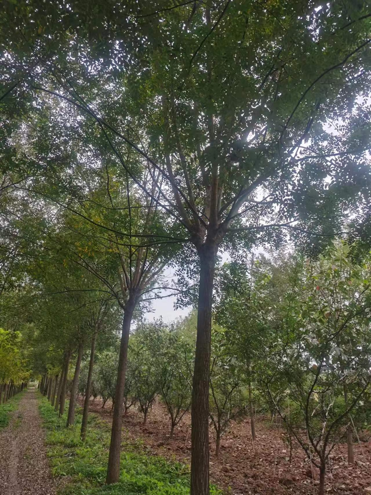 國槐樹苗10公分的大約價格多少錢一棵？