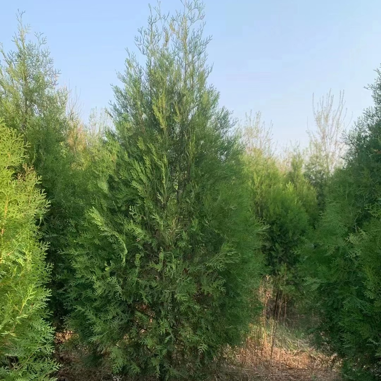 1.8米側柏的價格多少錢一顆？