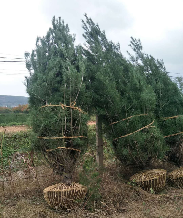 2米白皮松市場價格多少錢？