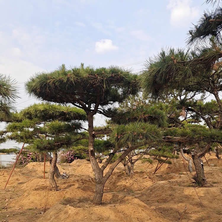 造型油松價格多少錢一顆？