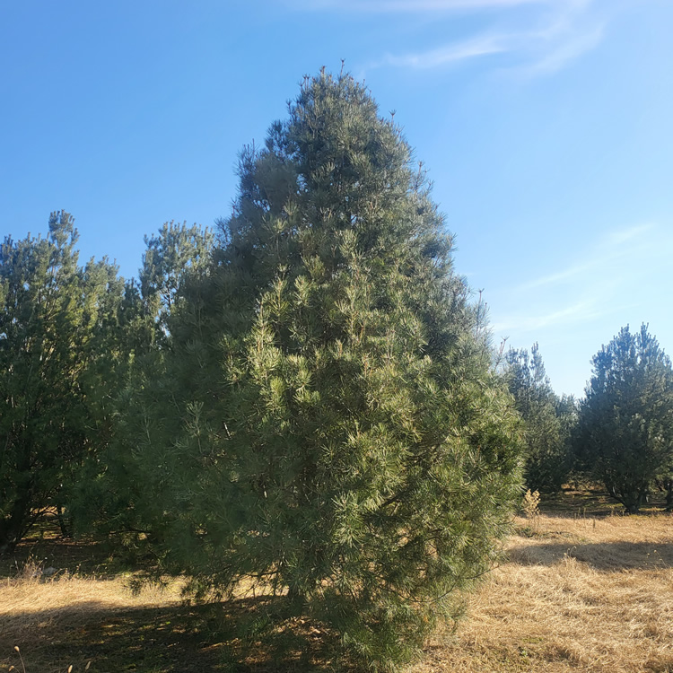 白皮松7.5米價(jià)格多少錢(qián)一棵