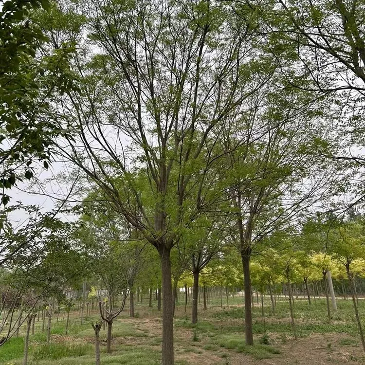 國(guó)槐15公分價(jià)格多少錢(qián)一棵