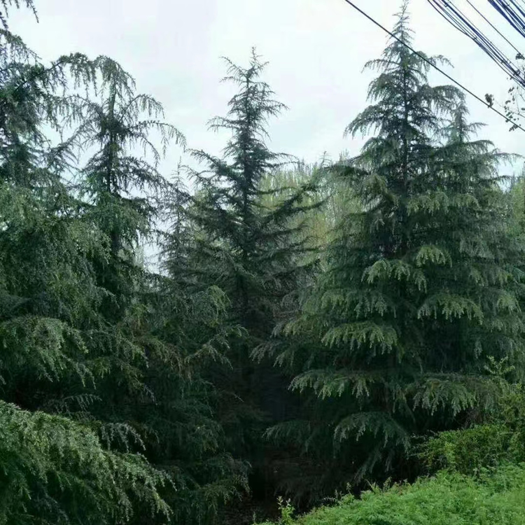 十米雪松現(xiàn)在價格多少錢一棵