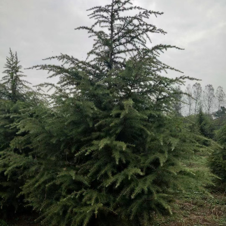 4米的雪松多少錢一棵