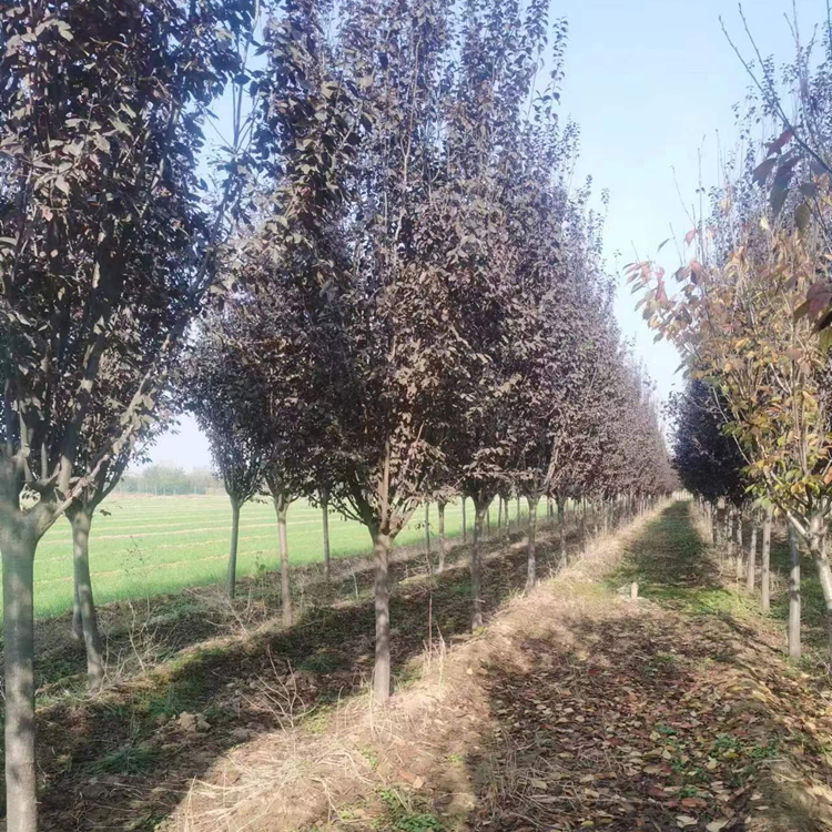 8公分紅葉李市場價格多少錢一棵